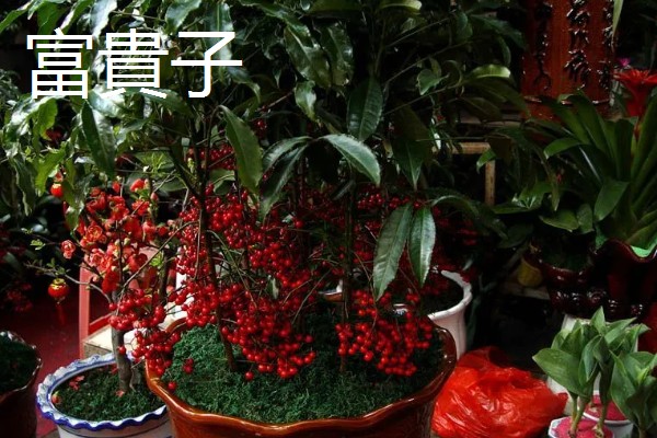 家里旺财的花卉，常见的有玉树、发财树等