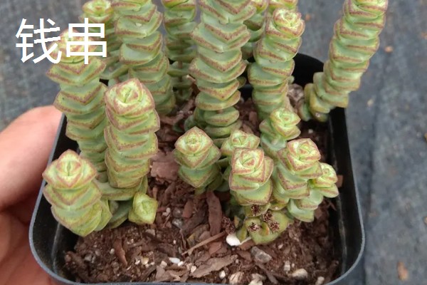 家里旺财的花卉，常见的有玉树、发财树等