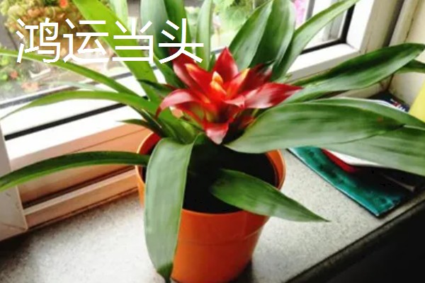 家里旺财的花卉，常见的有玉树、发财树等