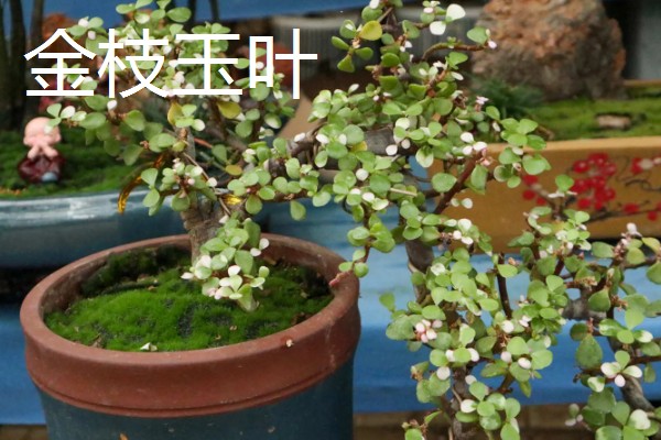 家里旺财的花卉，常见的有玉树、发财树等