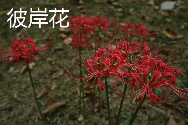 家里旺财的花卉，常见的有玉树、发财树等