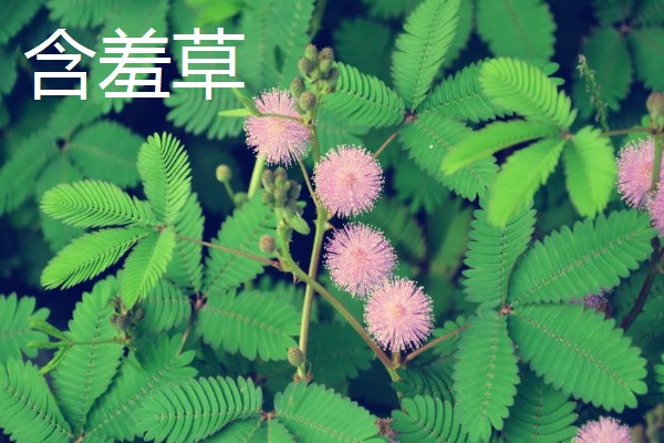 家里旺财的花卉，常见的有玉树、发财树等