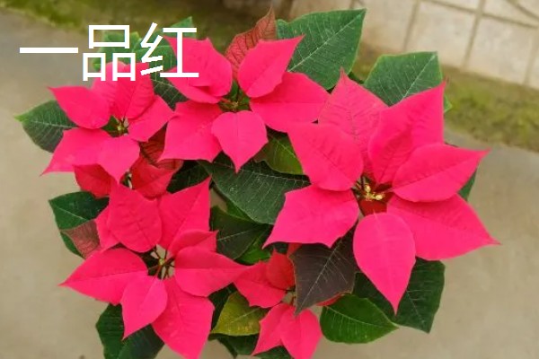 家里旺财的花卉，常见的有玉树、发财树等