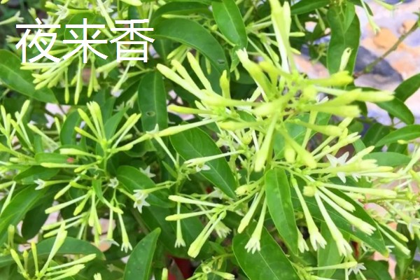 家里旺财的花卉，常见的有玉树、发财树等