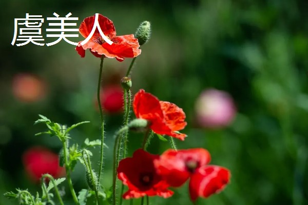 家里旺财的花卉，常见的有玉树、发财树等