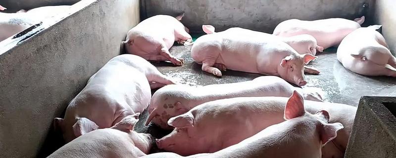 养猪多重能出栏，没有固定的答案