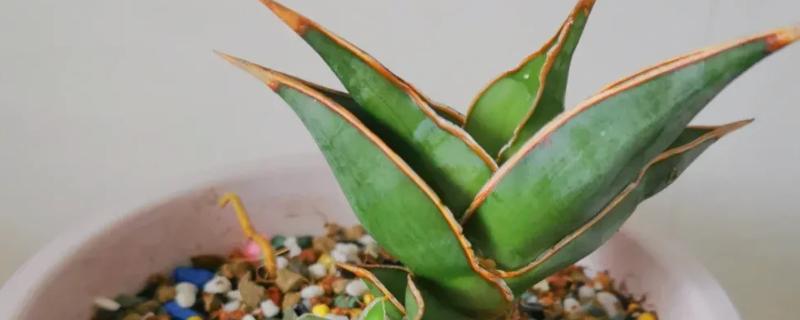 虎皮兰的换盆方法，建议选用较大的花盆