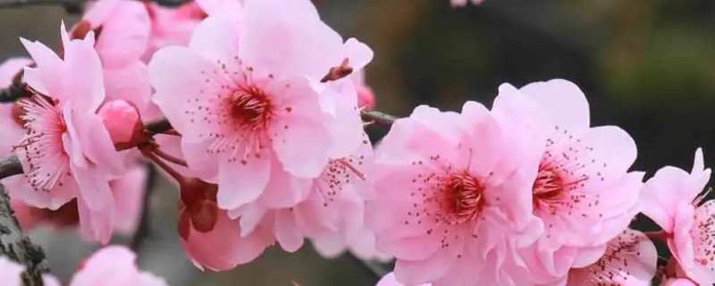 美人梅的价值，可以观赏、净化空气、美化环境