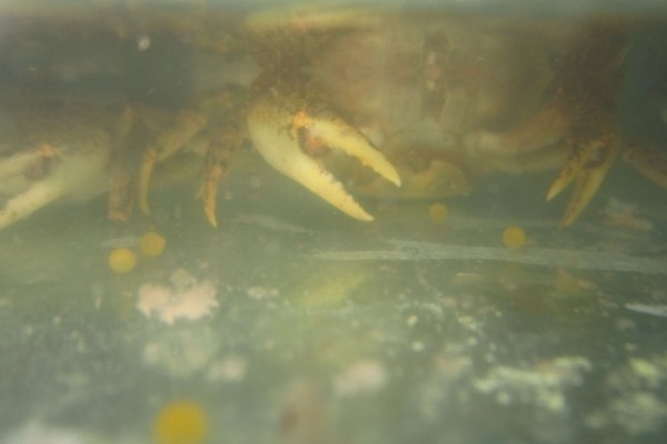 螃蟹如何饲养，养殖初期不用喂食