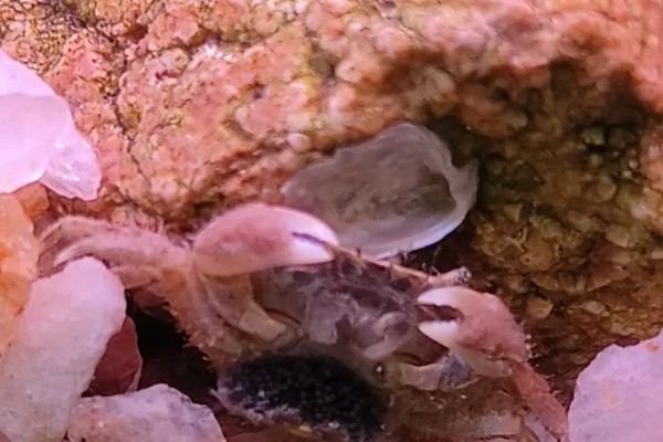 螃蟹如何饲养，养殖初期不用喂食