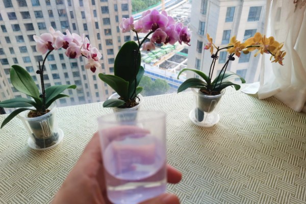 蝴蝶兰小苗的养殖方法，生长期间温度控制在25-28℃