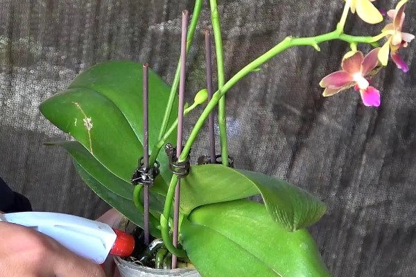 蝴蝶兰小苗的养殖方法，生长期间温度控制在25-28℃