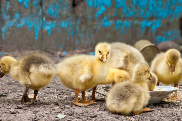 雏鹅育雏的适宜温度,不同龄的养殖温度不同