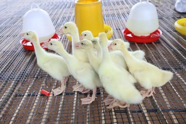 雏鹅育雏的适宜温度,不同龄的养殖温度不同