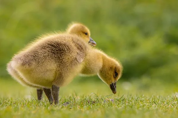 雏鹅育雏的适宜温度,不同龄的养殖温度不同