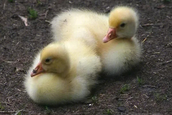 雏鹅育雏的适宜温度,不同龄的养殖温度不同