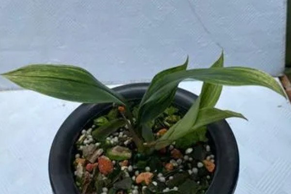 怎么养兔耳兰，喜欢温暖半阴环境