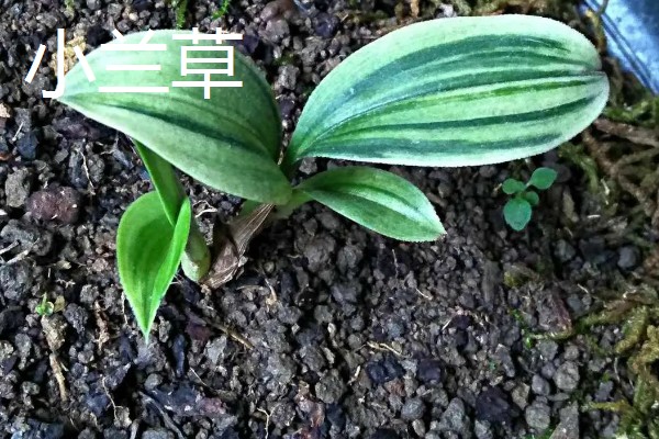 怎么养兔耳兰，喜欢温暖半阴环境