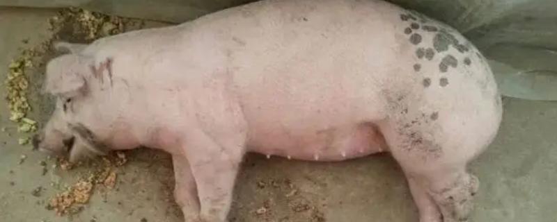 猪病配合用药的口诀，球虫选用磺氯嗪