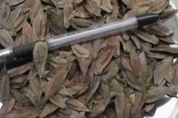 杜仲种子如何选种，要选择当年的新种