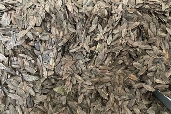 杜仲种子如何选种，要选择当年的新种