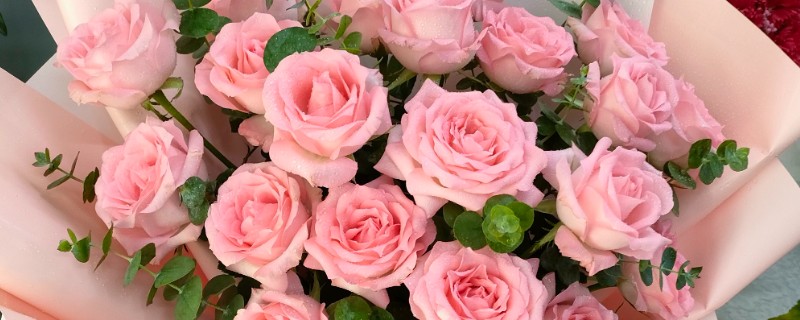 21朵粉玫瑰有什么花语,代表爱的宣言、甜蜜初恋等含义