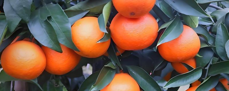柑橘有什么种类，明日见、清见、大雅柑等品种很常见