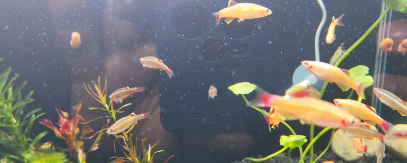 鱼生宝宝了要分开养吗，最好分开饲养