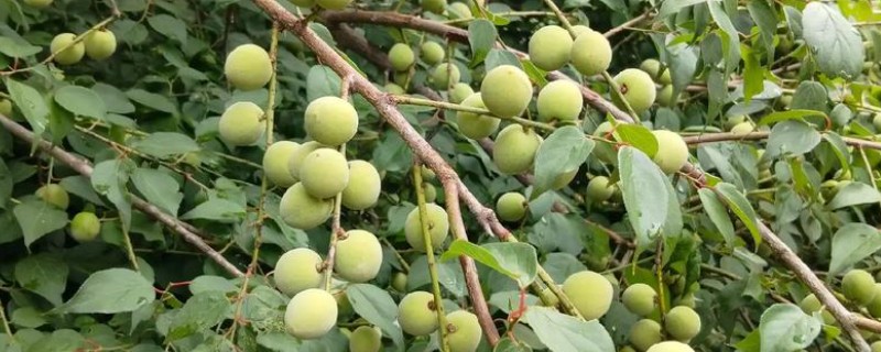 种梅子要施什么肥，在每年的秋季施加熟腐有机肥