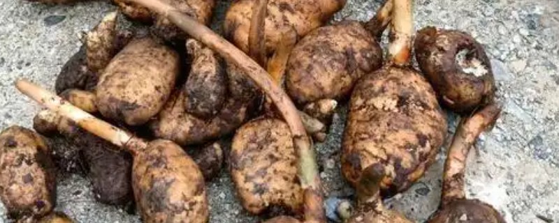 天麻的采收时间，11月至次年的3月份采收