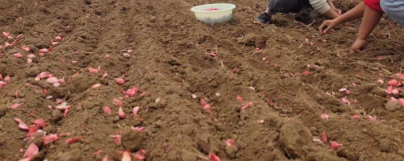 怎么种大蒜，种下去要注意保持土壤湿润