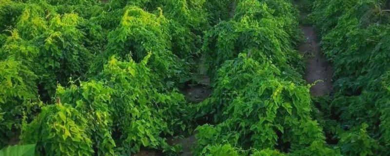 山药的种植方法，通常在春天3-4月份种植