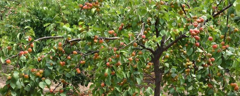 开心果的生长习性，适合在干燥沙壤土上生长