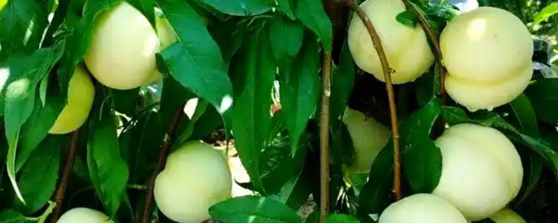 套桃袋最快的方式，套代前将纸袋口放在水里浸泡