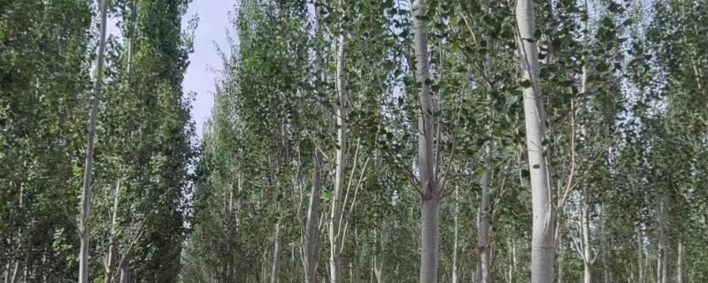 白杨的特点,高度在15-30米之间