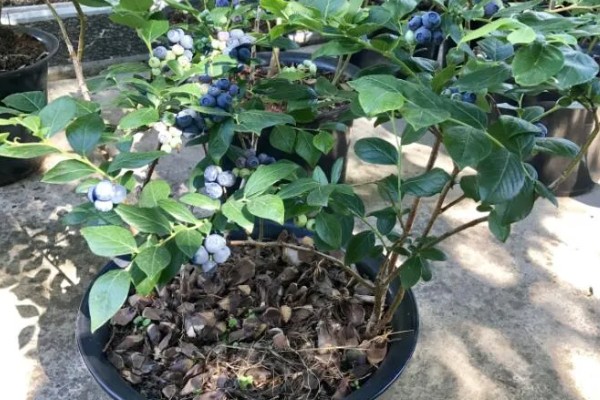 蓝莓室内盆栽怎么养，需要比较充足的光照