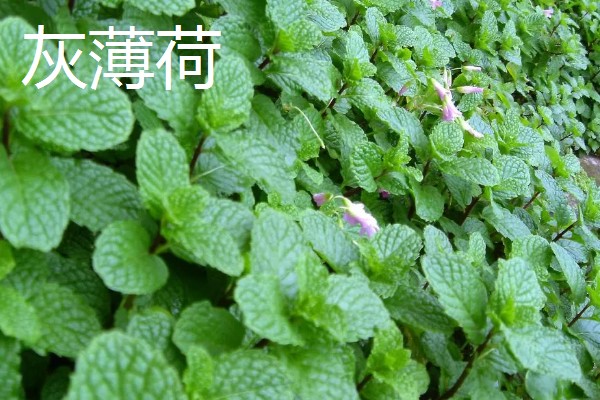 薄荷的种类，常见的有灰薄荷、兴安薄荷等
