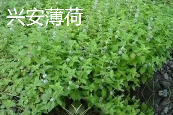薄荷的种类，常见的有灰薄荷、兴安薄荷等