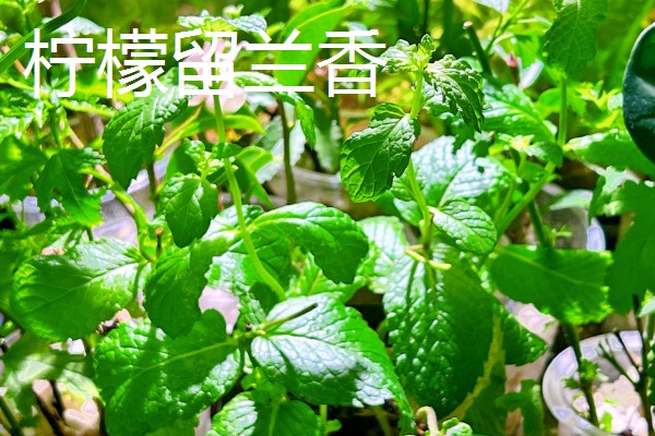 薄荷的种类，常见的有灰薄荷、兴安薄荷等