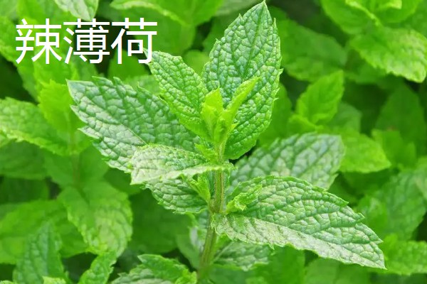 薄荷的种类，常见的有灰薄荷、兴安薄荷等