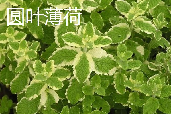 薄荷的种类，常见的有灰薄荷、兴安薄荷等