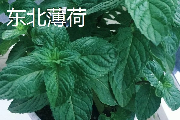 薄荷的种类，常见的有灰薄荷、兴安薄荷等