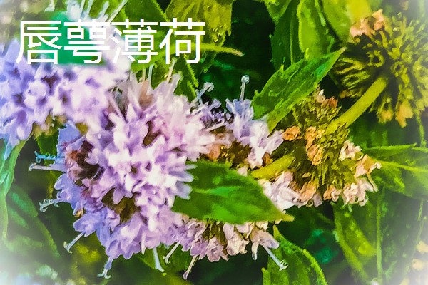 薄荷的种类，常见的有灰薄荷、兴安薄荷等