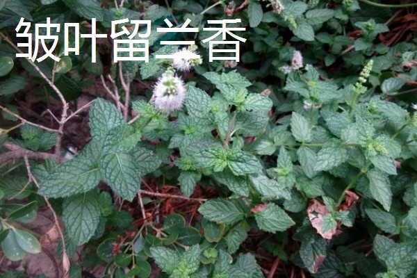 薄荷的种类，常见的有灰薄荷、兴安薄荷等