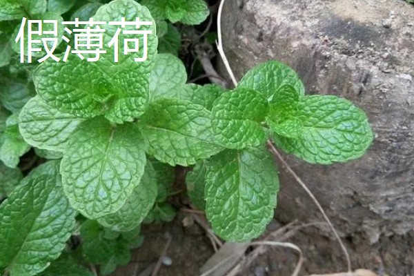 薄荷的种类，常见的有灰薄荷、兴安薄荷等
