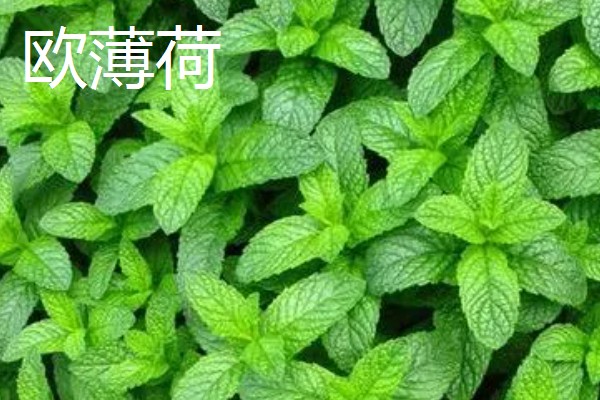 薄荷的种类，常见的有灰薄荷、兴安薄荷等