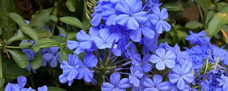 夏天蓝雪花几天浇一次水，要每隔2-3天浇一次水