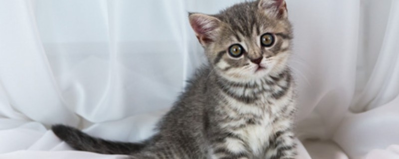 猫有耳螨的症状，耳朵附近、颈部会出现抓痕