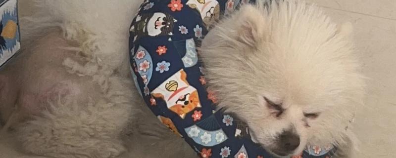 狗狗脱毛的原因，可能是过敏了或皮肤感染所致