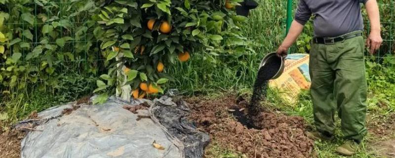 脐橙如何施肥，不同生长阶段的施肥方法不同